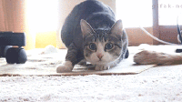 Cat Gif