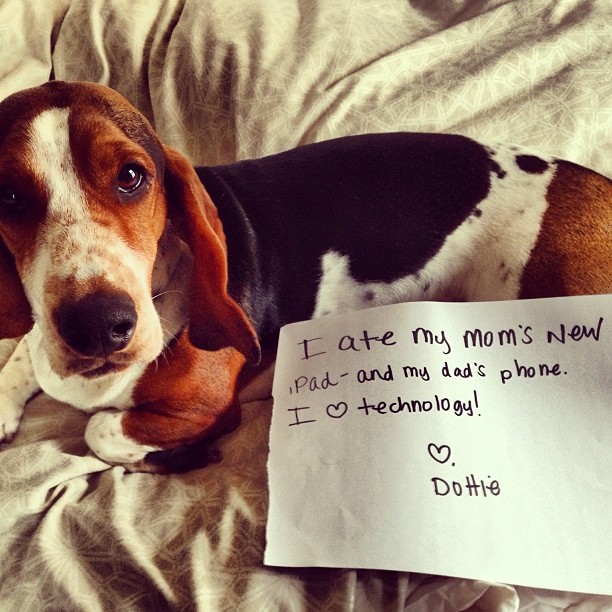 Dog Shaming