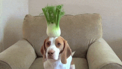 cute dog with veggies