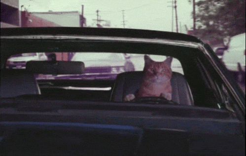 cat driving with attitude