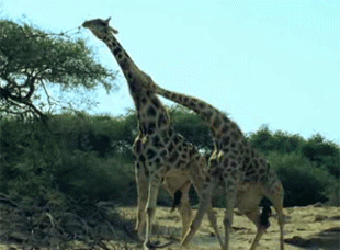 Giraffes