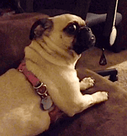 scaredpug