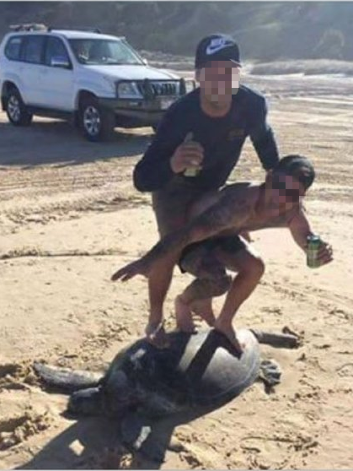surfingturtle