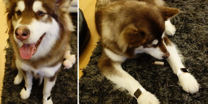 Dog