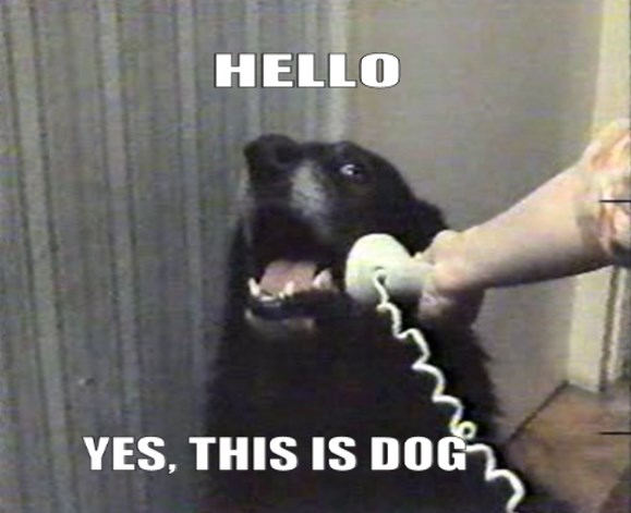Dog