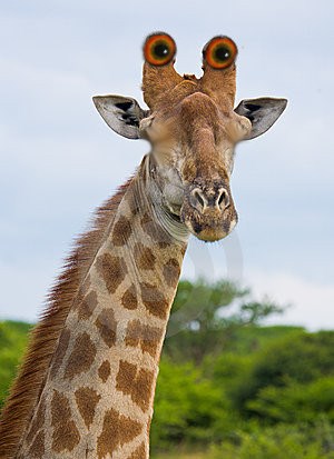 Periscope Giraffe