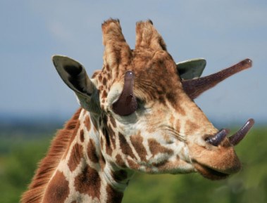 Periscope Giraffe